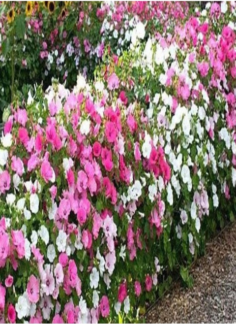 Lavatera trimestris Dwarf Mixed Pink Blush - Flower Seeds Tree Mallow Bulk 1g