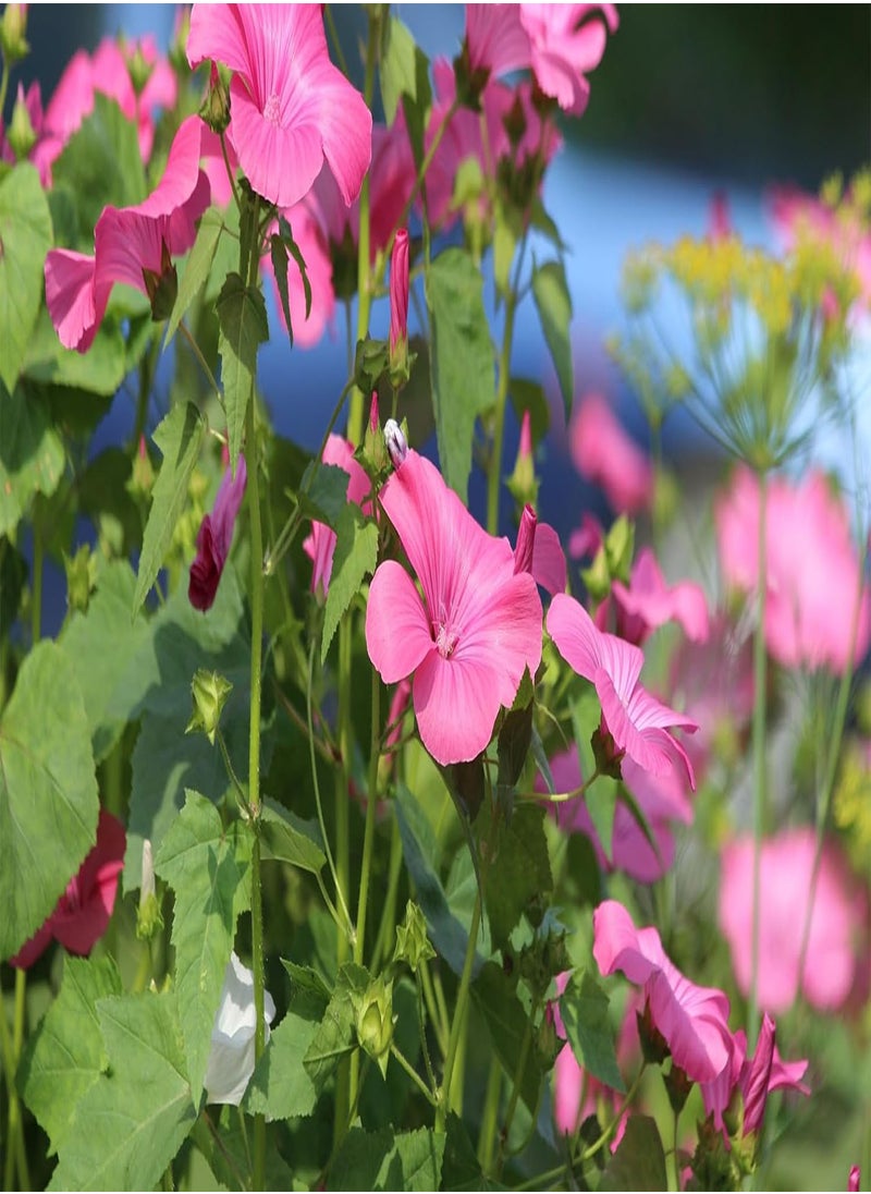 GGOOT - Lavatera trimestris Dwarf Mixed Pink Blush - Flower Seeds Tree Mallow Bulk 1g - Image 1