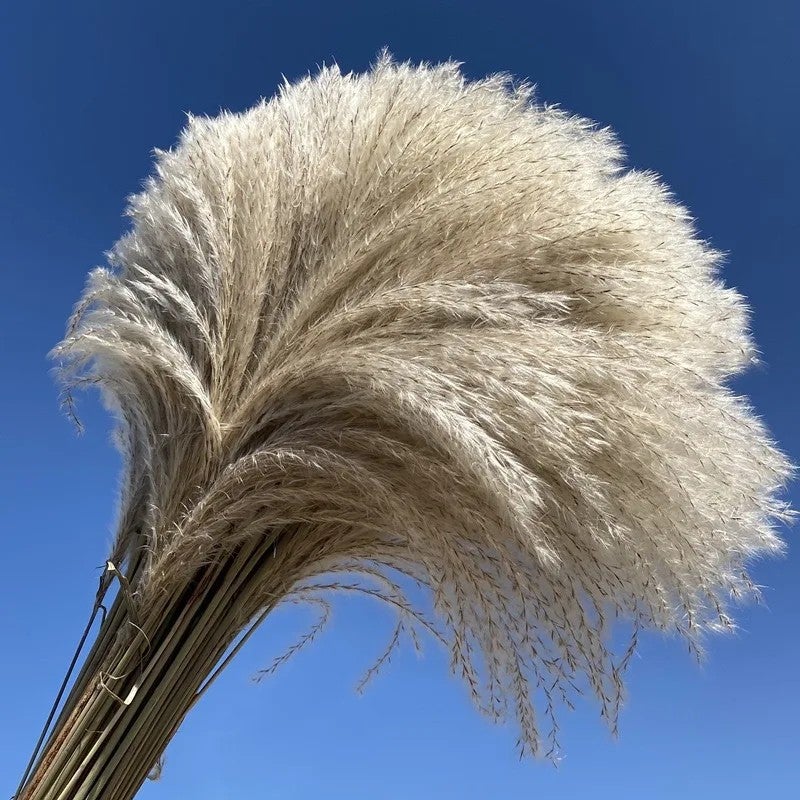 Y&D Fluffy Pampas Grass Decor - Boho Wedding Home Decoration with Natural Dried Small Pampas & Dried Plants - Image 2