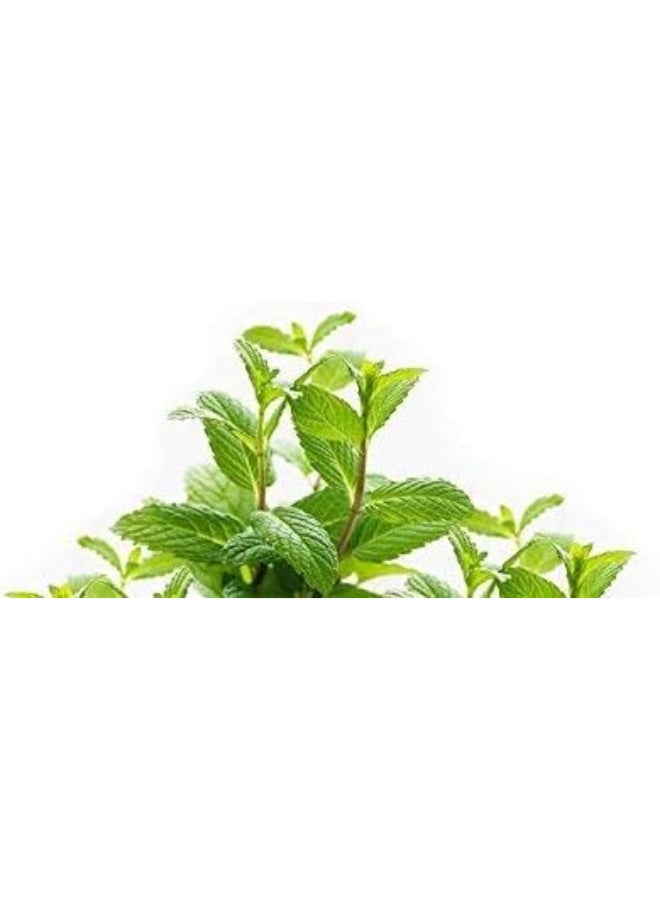 Gold Medal Branded Original Fresh Medicated Oil 10ml - Image 2