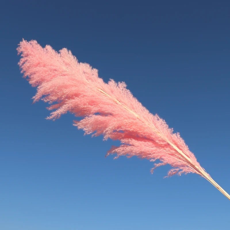 Bluejw Best Selling Natural Dried Pampas Grass Decor - Handcrafted Pampass Grass for DIY Wedding Arrangements, Christmas Gifts & Dried Plants - Image 2