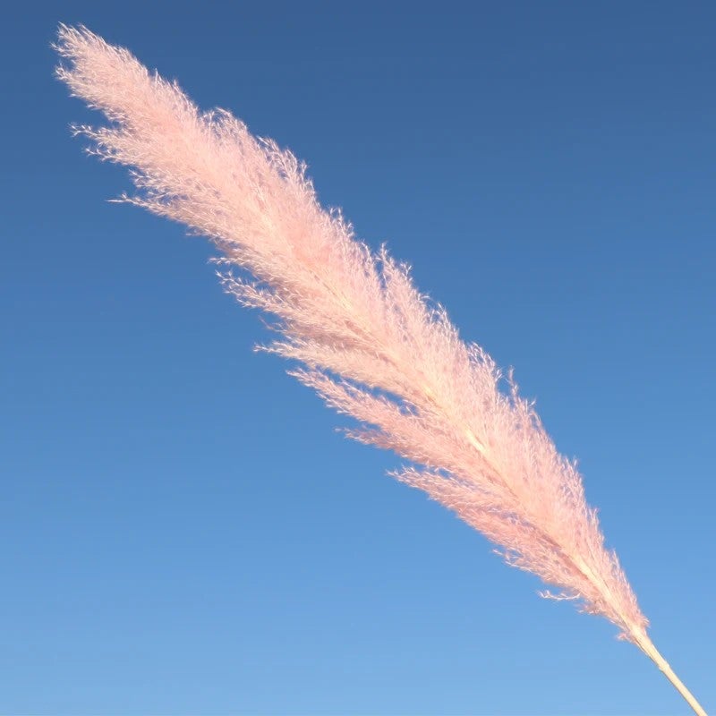 Bluejw Best Selling Natural Dried Pampas Grass Decor - Handcrafted Pampass Grass for DIY Wedding Arrangements, Christmas Gifts & Dried Plants - Image 1