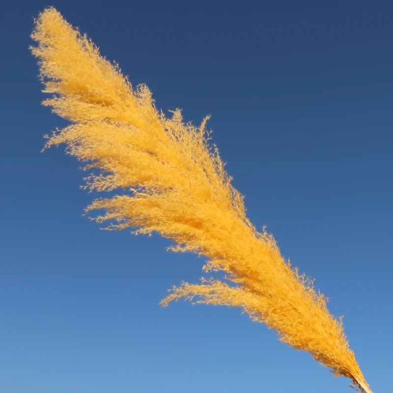 Bluejw Best Selling Natural Dried Pampas Grass Decor - Handcrafted Pampass Grass for DIY Wedding Arrangements, Christmas Gifts & Dried Plants - Image 5