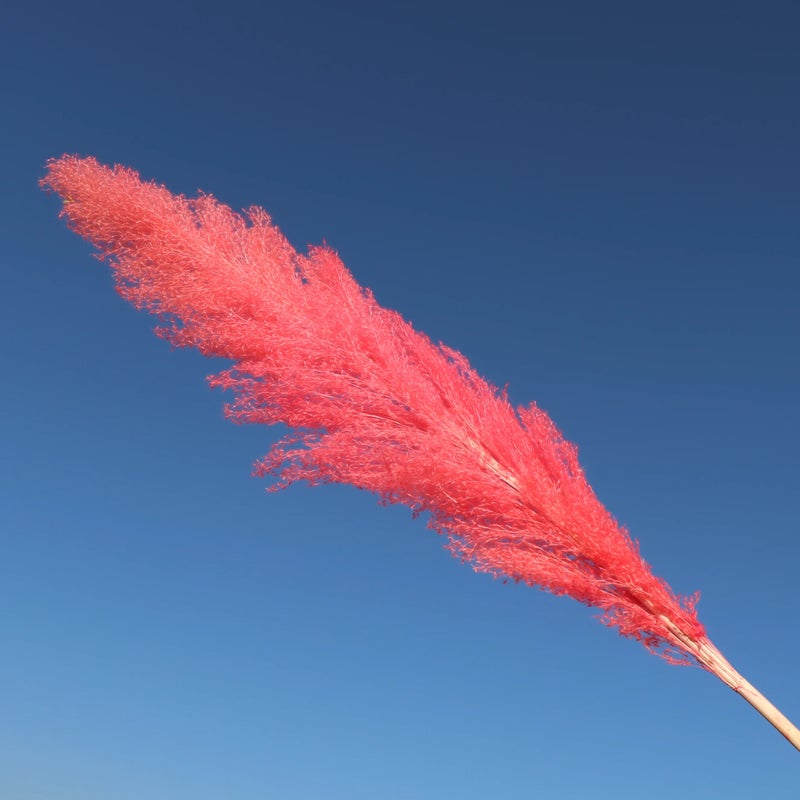 Bluejw Best Selling Natural Dried Pampas Grass Decor - Handcrafted Pampass Grass for DIY Wedding Arrangements, Christmas Gifts & Dried Plants - Image 4