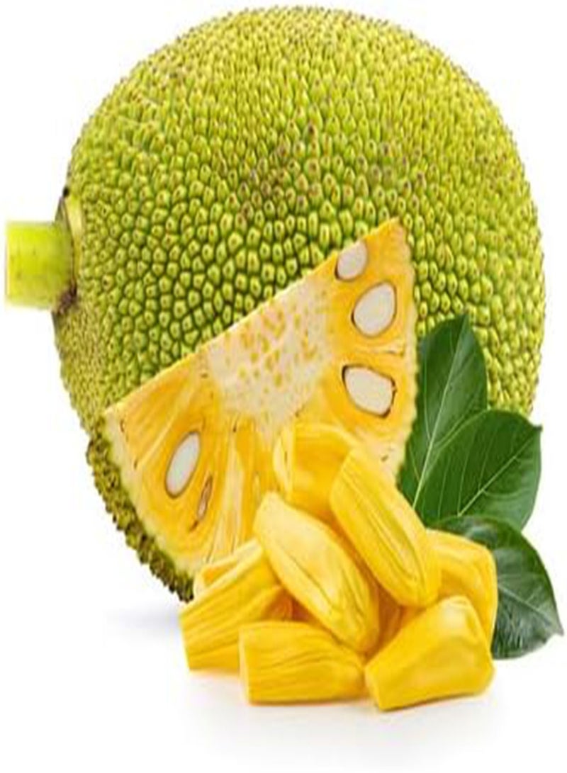 GGOOT Jack Fruit Seeds 10pcs Yellow - Image 4