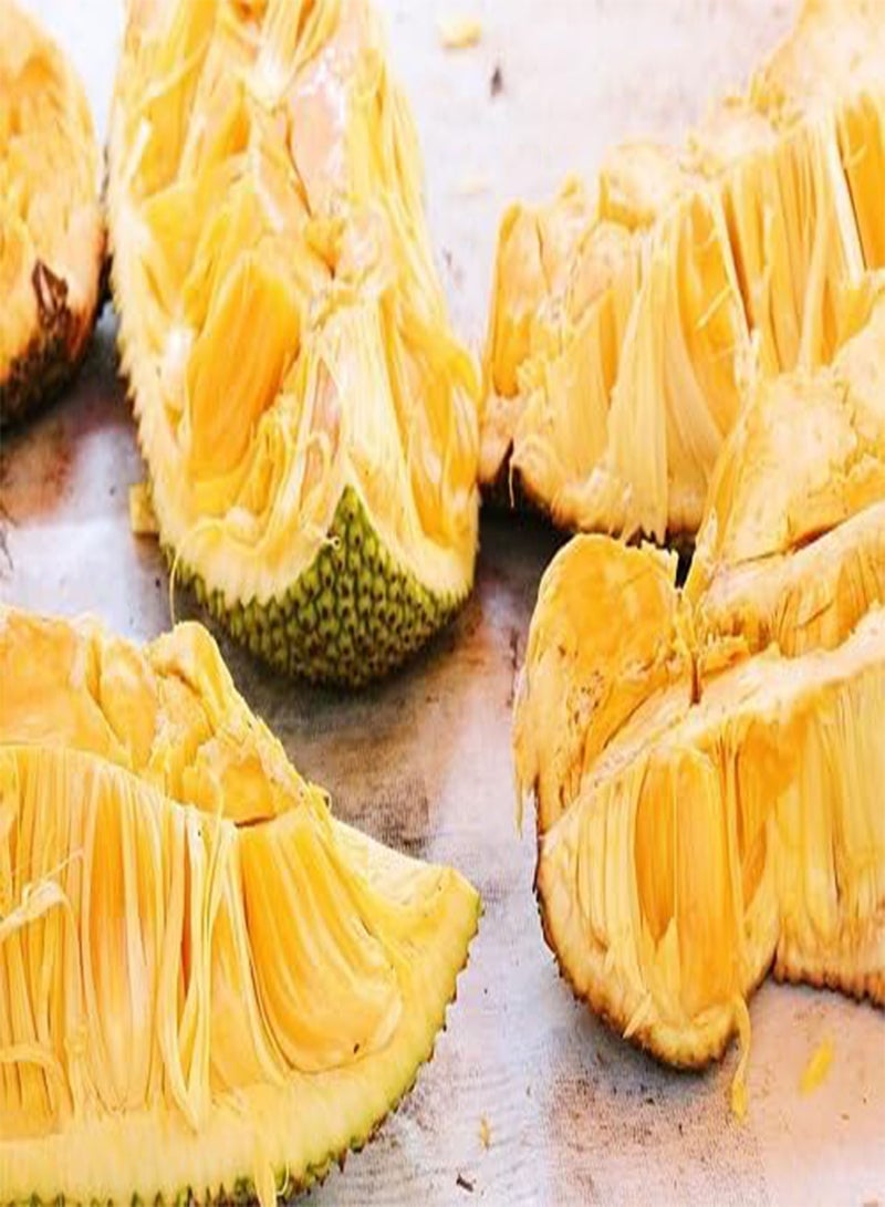 GGOOT Jack Fruit Seeds 10pcs Yellow - Image 2