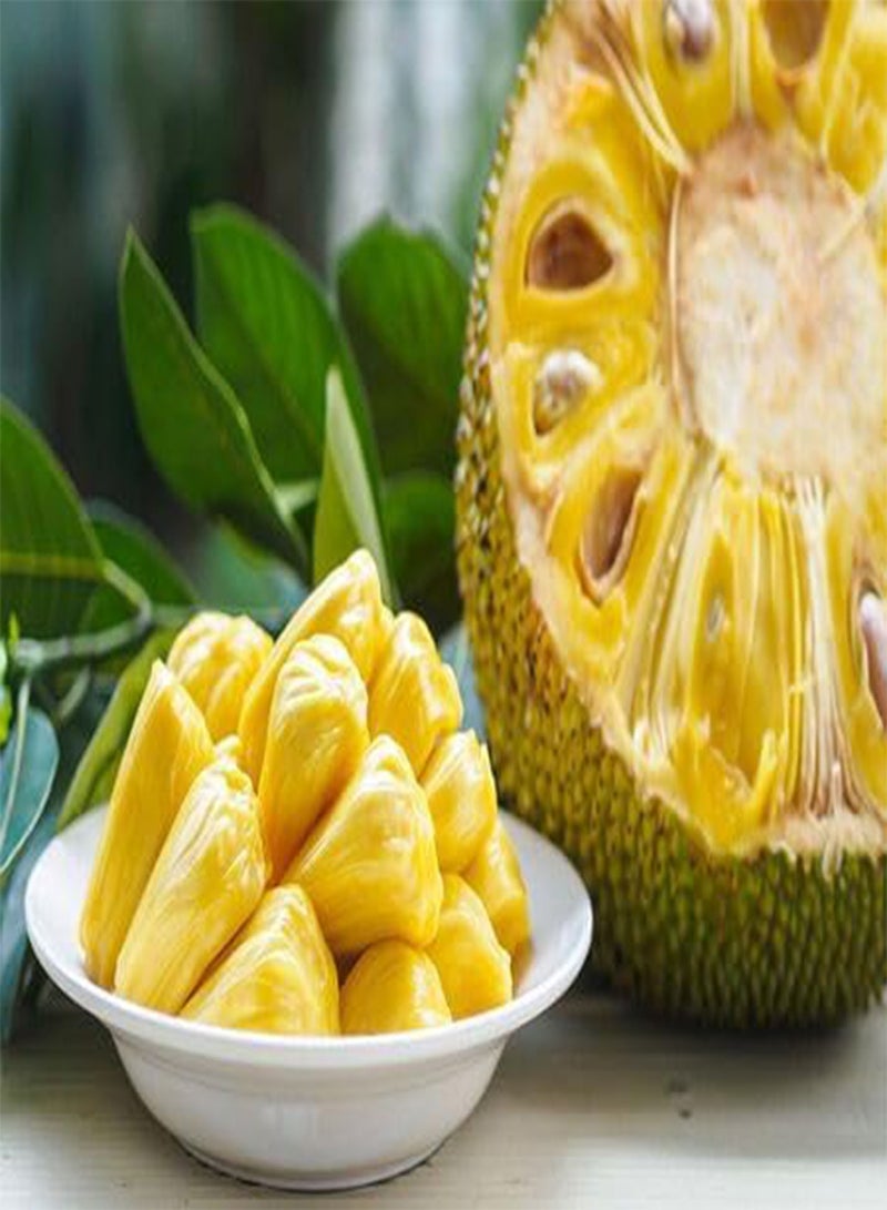 GGOOT Jack Fruit Seeds 10pcs Yellow - Image 3