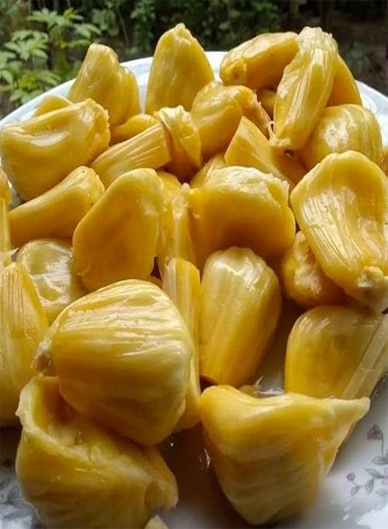 GGOOT Jack Fruit Seeds 10pcs Yellow - Image 1