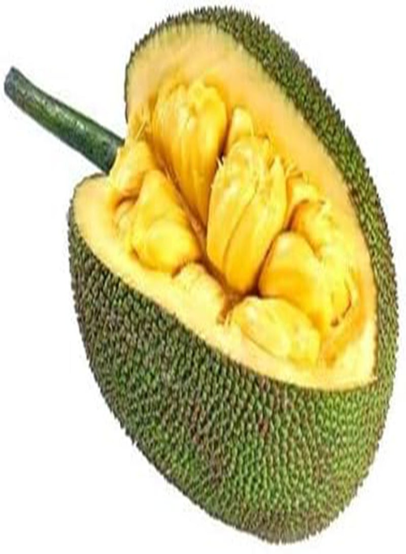 GGOOT Jack Fruit Seeds 10pcs Yellow - Image 5