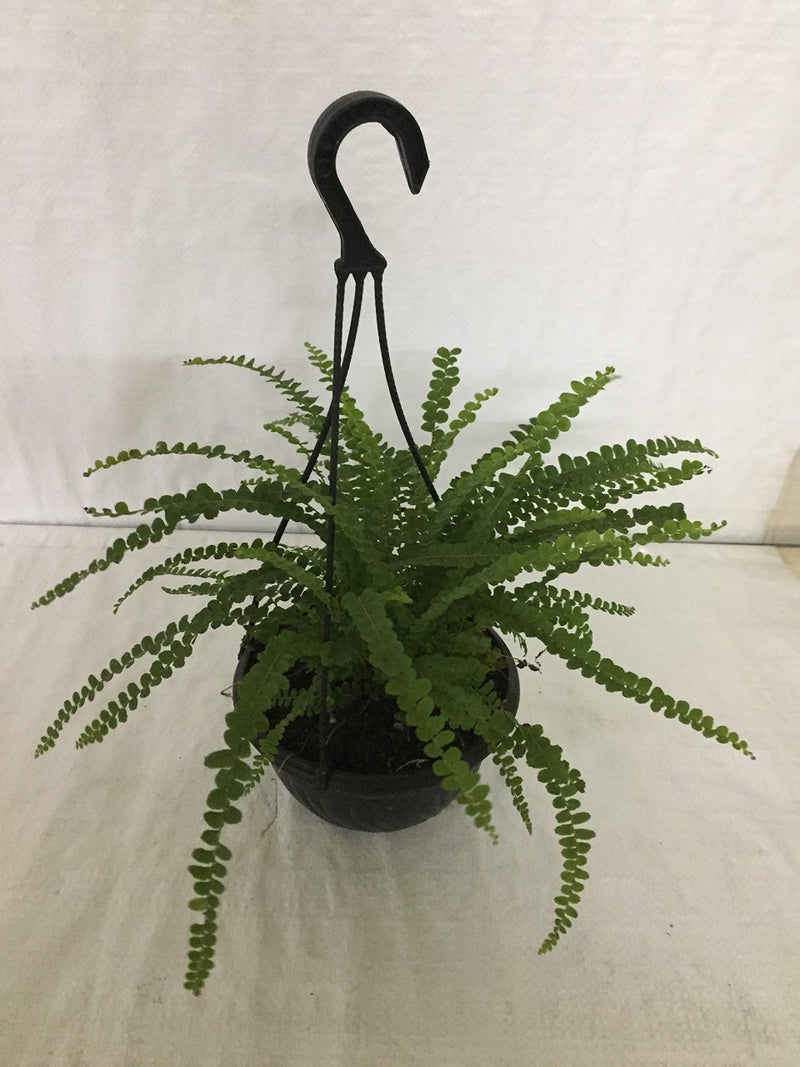 CAPPL Live Fern Plant with Hanging Pot (Color May Vary) - Image 5