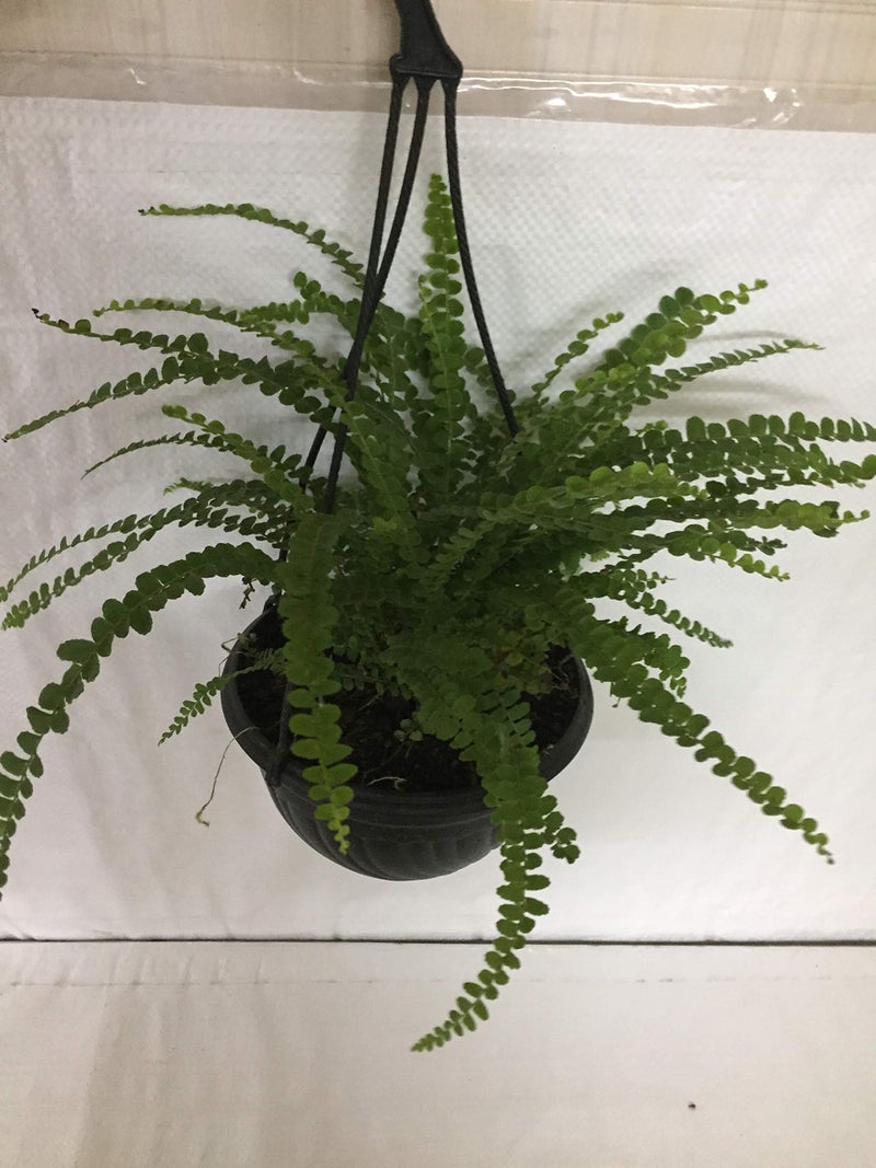 CAPPL Live Fern Plant with Hanging Pot (Color May Vary) - Image 3