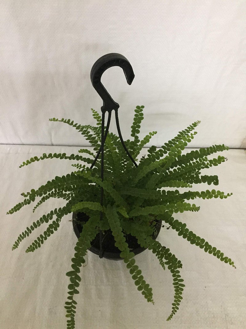 CAPPL Live Fern Plant with Hanging Pot (Color May Vary) - Image 2