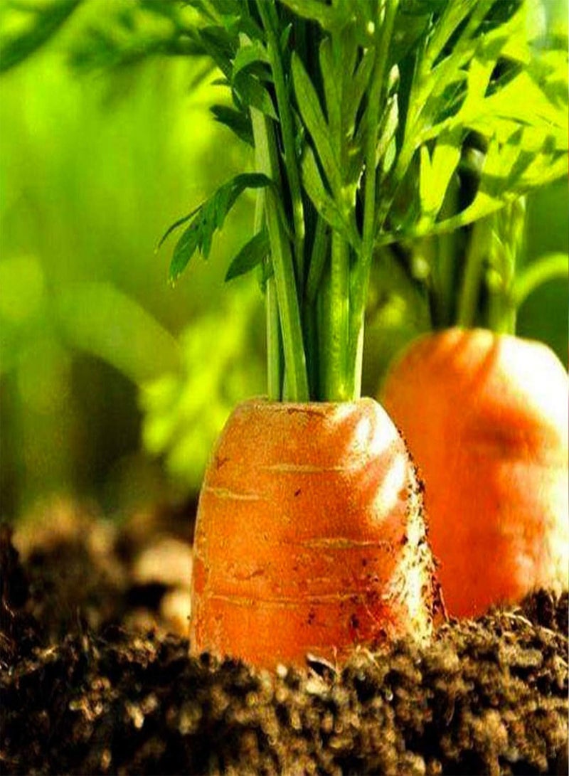 GGOOT 200Pcs Carrot Seeds Crispy Vegetarian Varieties of Ultra-Sweet Heirloom Vegetable Seeds Suitable for Home Gardening - Image 2