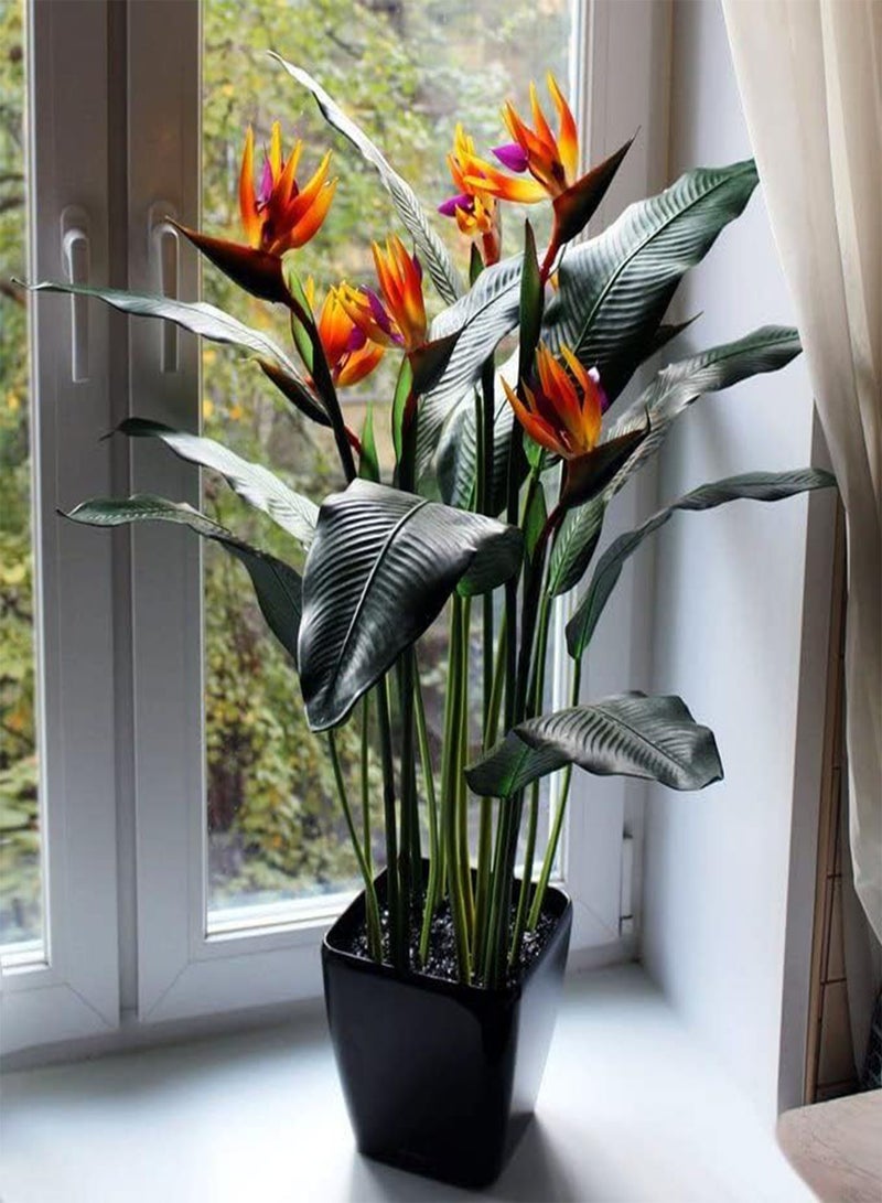 جي جوت طائر الجنة - الكركي ستريليتزيا - أزهار معمرة للزراعة - خالية من الكائنات المعدلة وراثيًا - Image 2