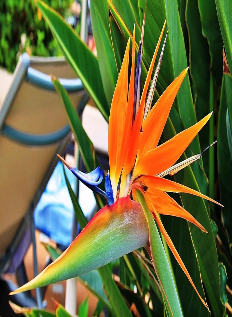 جي جوت طائر الجنة - الكركي ستريليتزيا - أزهار معمرة للزراعة - خالية من الكائنات المعدلة وراثيًا - Image 1