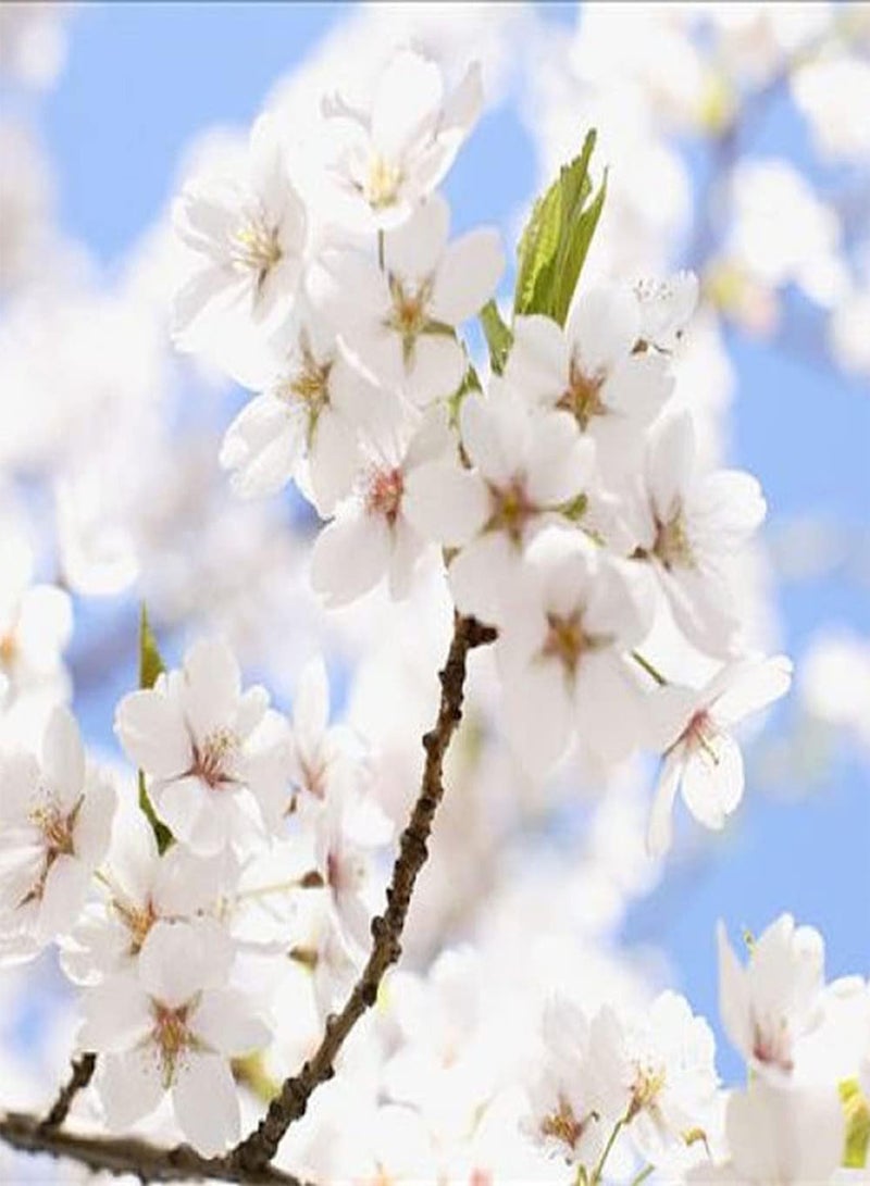 جي جوت 30 قطعة من بذور ساكورا، شجرة زينة غريبة، أزهار كرز بيضاء نقية، زهور مزينة لشرفة الحديقة، تخلق منظرًا فنيًا فريدًا - Image 2