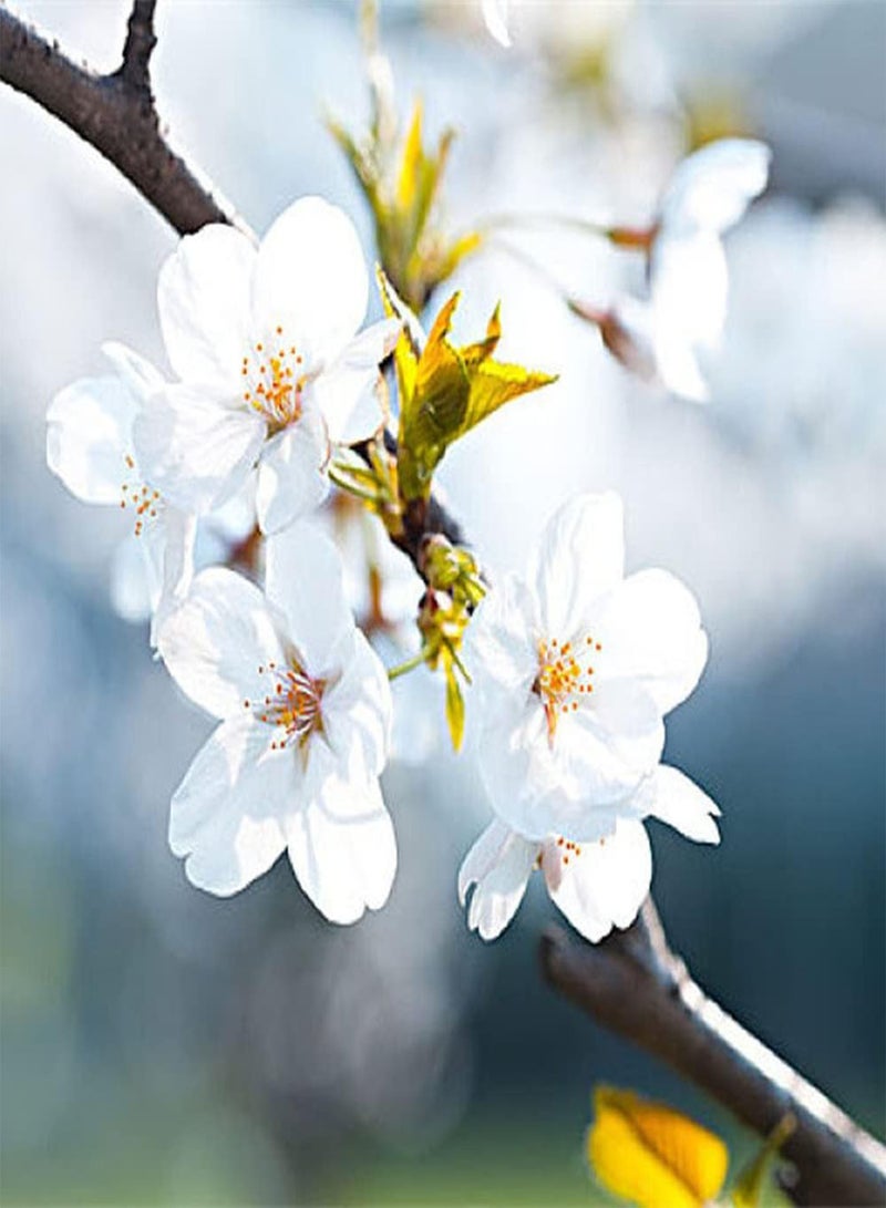 جي جوت 30 قطعة من بذور ساكورا، شجرة زينة غريبة، أزهار كرز بيضاء نقية، زهور مزينة لشرفة الحديقة، تخلق منظرًا فنيًا فريدًا - Image 1