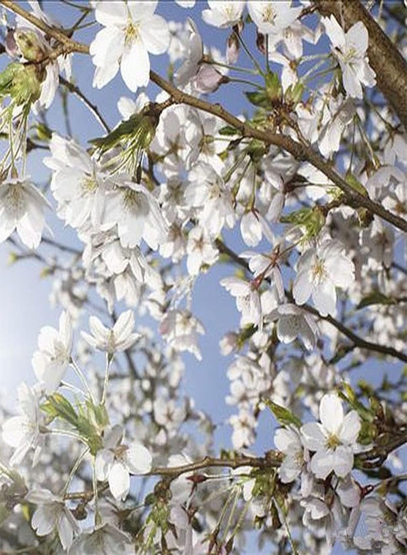 جي جوت 30 قطعة من بذور ساكورا، شجرة زينة غريبة، أزهار كرز بيضاء نقية، زهور مزينة لشرفة الحديقة، تخلق منظرًا فنيًا فريدًا - Image 3