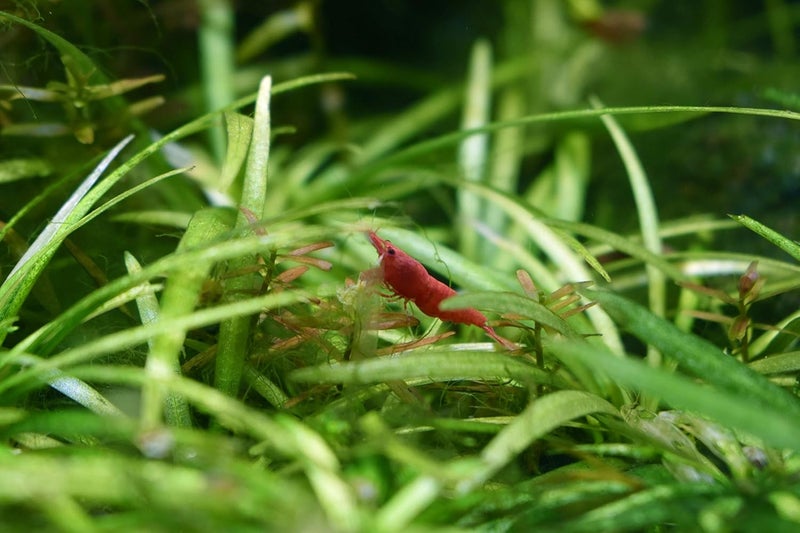 Seachem Purigen 250ml - Premium Adsorbent Filter Media for Freshwater and Marine Aquariums - Image 3