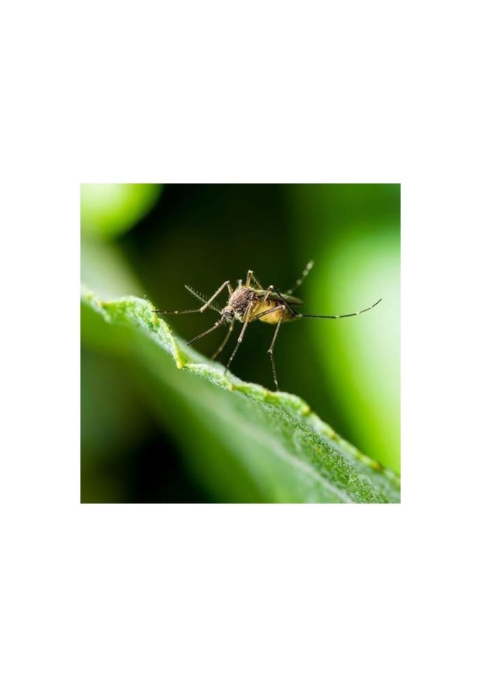 CIS Mosquito Repellent Granules - 900g Natural Insect Killer for Indoor and Outdoor Use - Image 2