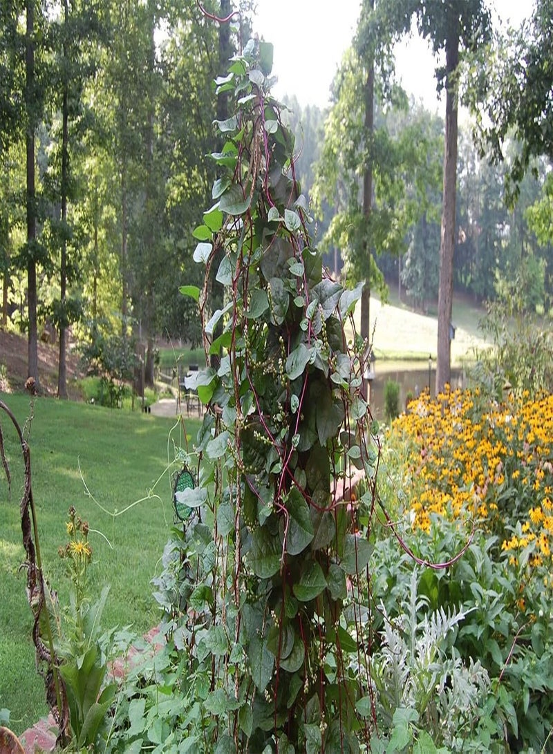 جي جوت بذور سبانخ مالابار ذات سيقان حمراء - عبوة تحتوي على أكثر من 150 قطعة - لعام 2024، نبات بازيلا آغا روبرا الأخضر المتسلق، سيلان ألوغباتي، غير معدل وراثيًا - Image 3