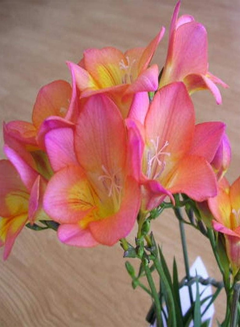 GGOOT 15pcs Freesia seeds for Planting Low Maintenance Cost Exquisite Gardening Decoration Cut Flower Bouquet Suitable for Beginners - Image 2