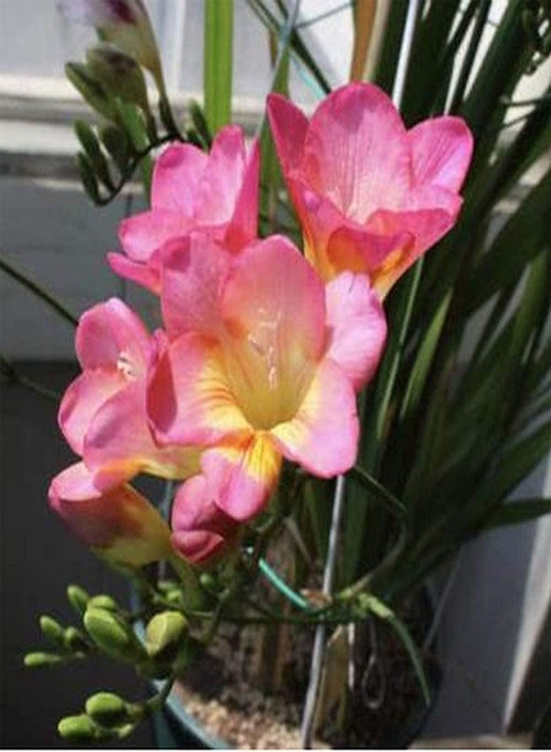 GGOOT 15pcs Freesia seeds for Planting Low Maintenance Cost Exquisite Gardening Decoration Cut Flower Bouquet Suitable for Beginners - Image 3