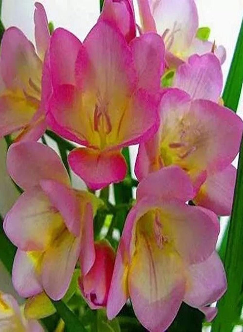 GGOOT 15pcs Freesia seeds for Planting Low Maintenance Cost Exquisite Gardening Decoration Cut Flower Bouquet Suitable for Beginners - Image 1