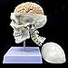 XINDAM Human Skull with Brain and Cervical Vertebra Anatomical Model LifeSize Anatomy for Science Classroom Study Display Teaching Model - Image 3