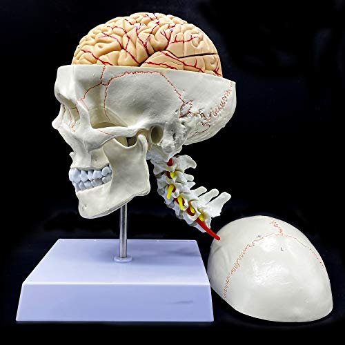 XINDAM Human Skull with Brain and Cervical Vertebra Anatomical Model LifeSize Anatomy for Science Classroom Study Display Teaching Model - Image 1