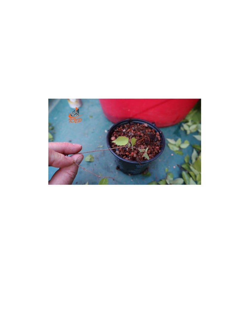 KNP Rooting Harmone for propagation 100g - Image 1