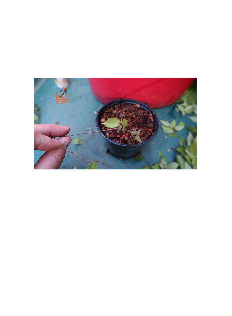 KNP Rooting Harmone for propagation 100g - Image 2