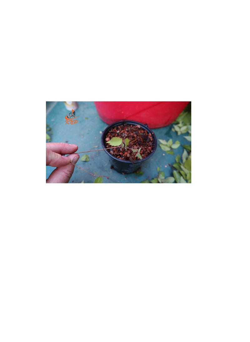 KNP Rooting Harmone for propagation 100g - Image 3