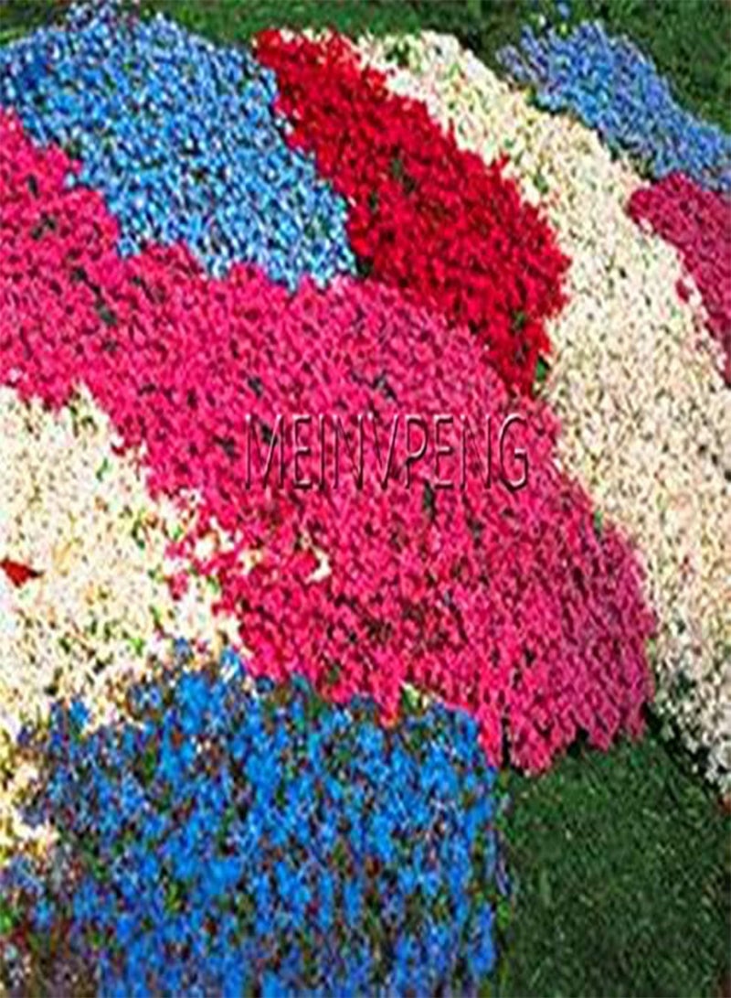 GGOOT Fresh 100 pcs Creeping Thyme Flower Seeds for Planting or Rock CRESS Flower Seeds Mixed - Image 1