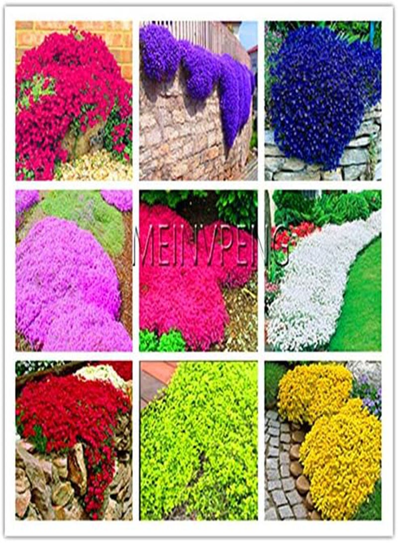 GGOOT Fresh 100 pcs Creeping Thyme Flower Seeds for Planting or Rock CRESS Flower Seeds Mixed - Image 4