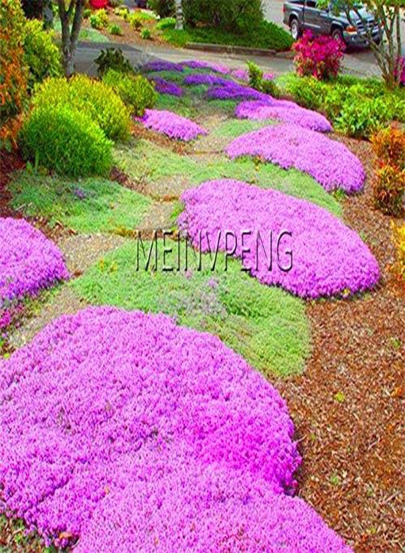 GGOOT Fresh 100 pcs Creeping Thyme Flower Seeds for Planting or Rock CRESS Flower Seeds Mixed - Image 2