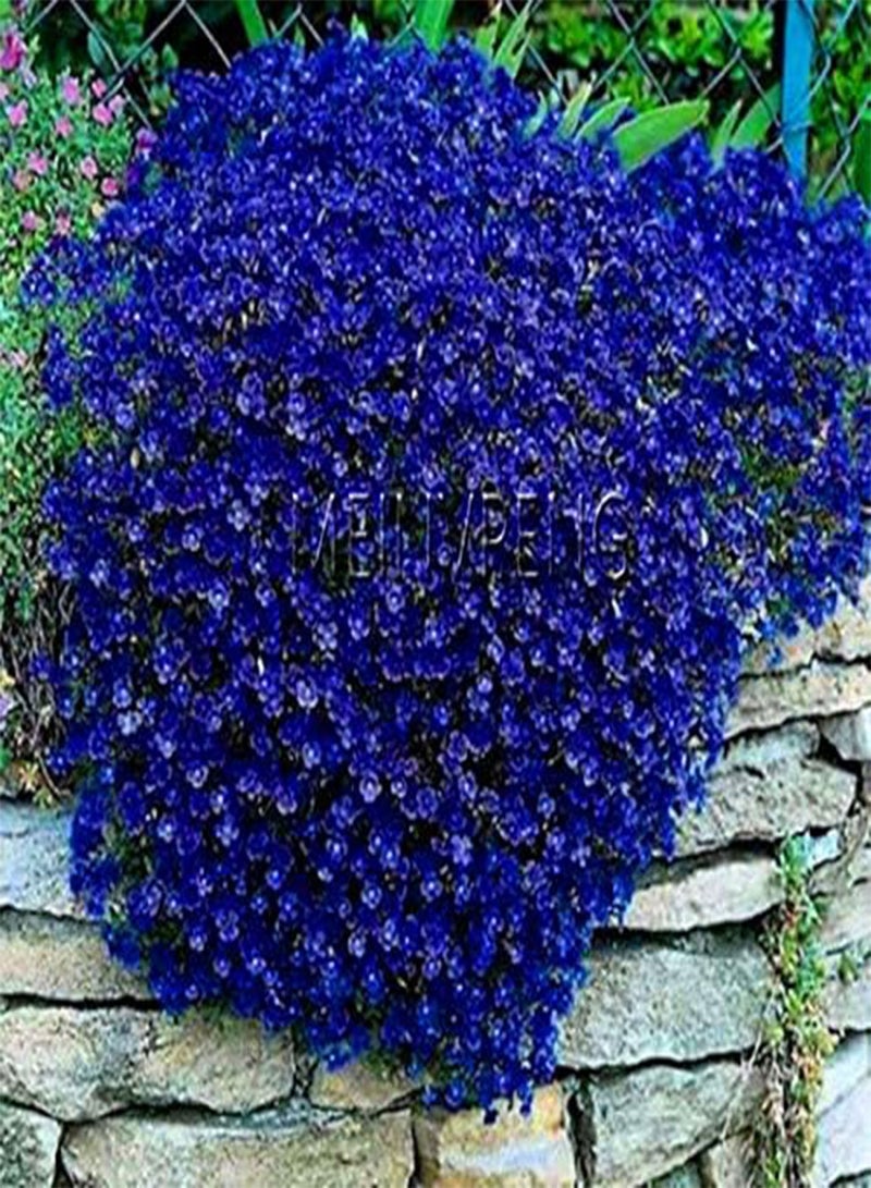 GGOOT Fresh 100 pcs Creeping Thyme Flower Seeds for Planting or Rock CRESS Flower Seeds Mixed - Image 3