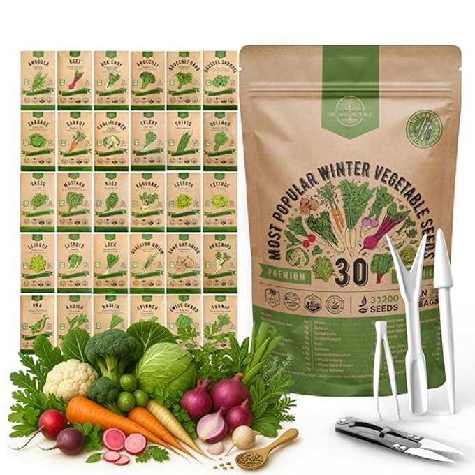 Organo Republic 30 Most Popular Winter Vegetable Garden Seeds Variety Packoutdoors/Indoor 33,200+ Non-Gmo Heirloom Veggie Seeds Broccoli Beet Carrot Cabbage Chives Lettuce Radish Pea Spinach & More - Image 4