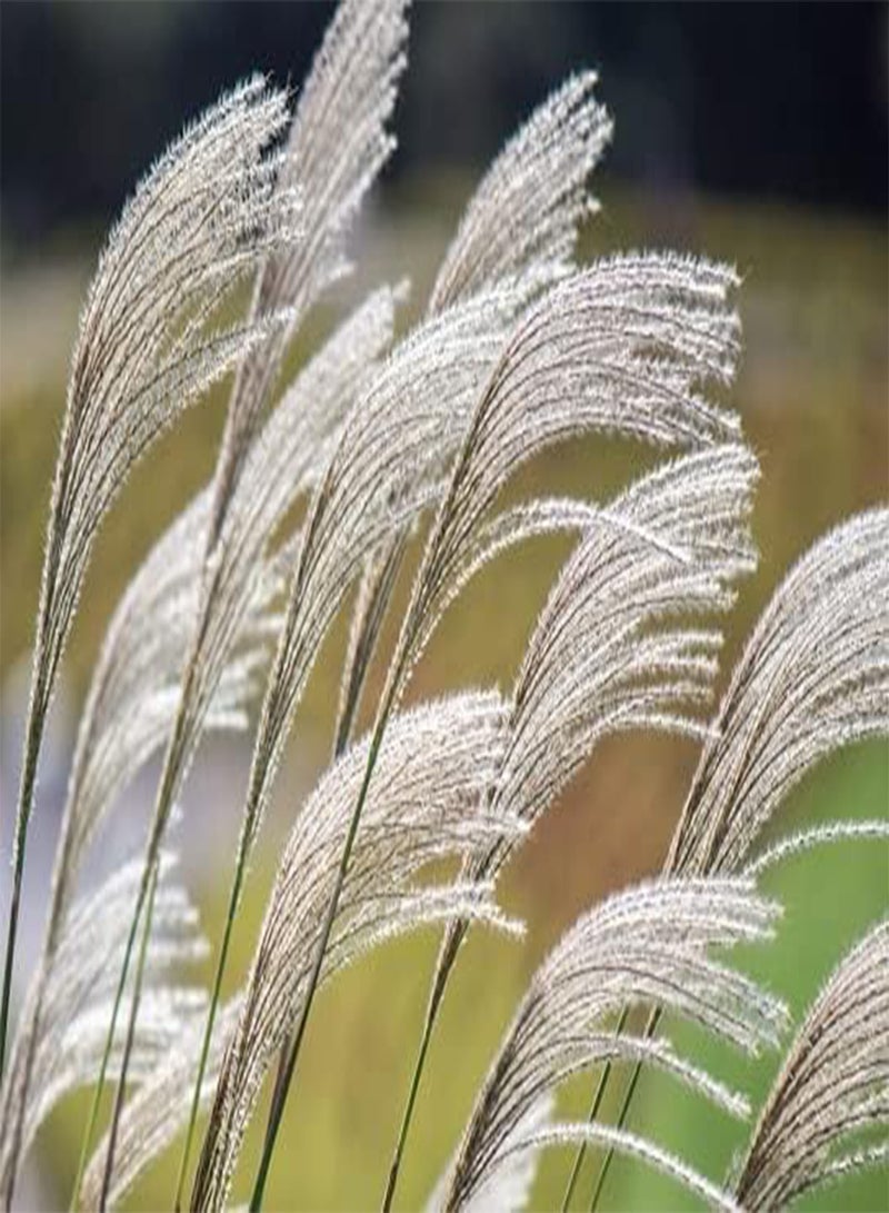 GGOOT Chinese Silver Grass Miscanthus Sinensis 30+ Seeds - Image 1