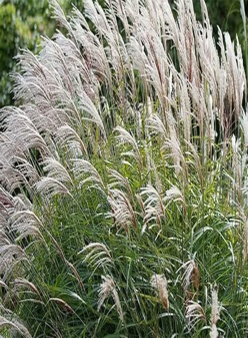 GGOOT Chinese Silver Grass Miscanthus Sinensis 30+ Seeds - Image 3