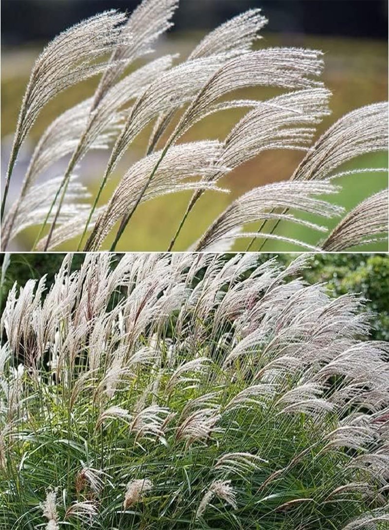 GGOOT Chinese Silver Grass Miscanthus Sinensis 30+ Seeds - Image 2