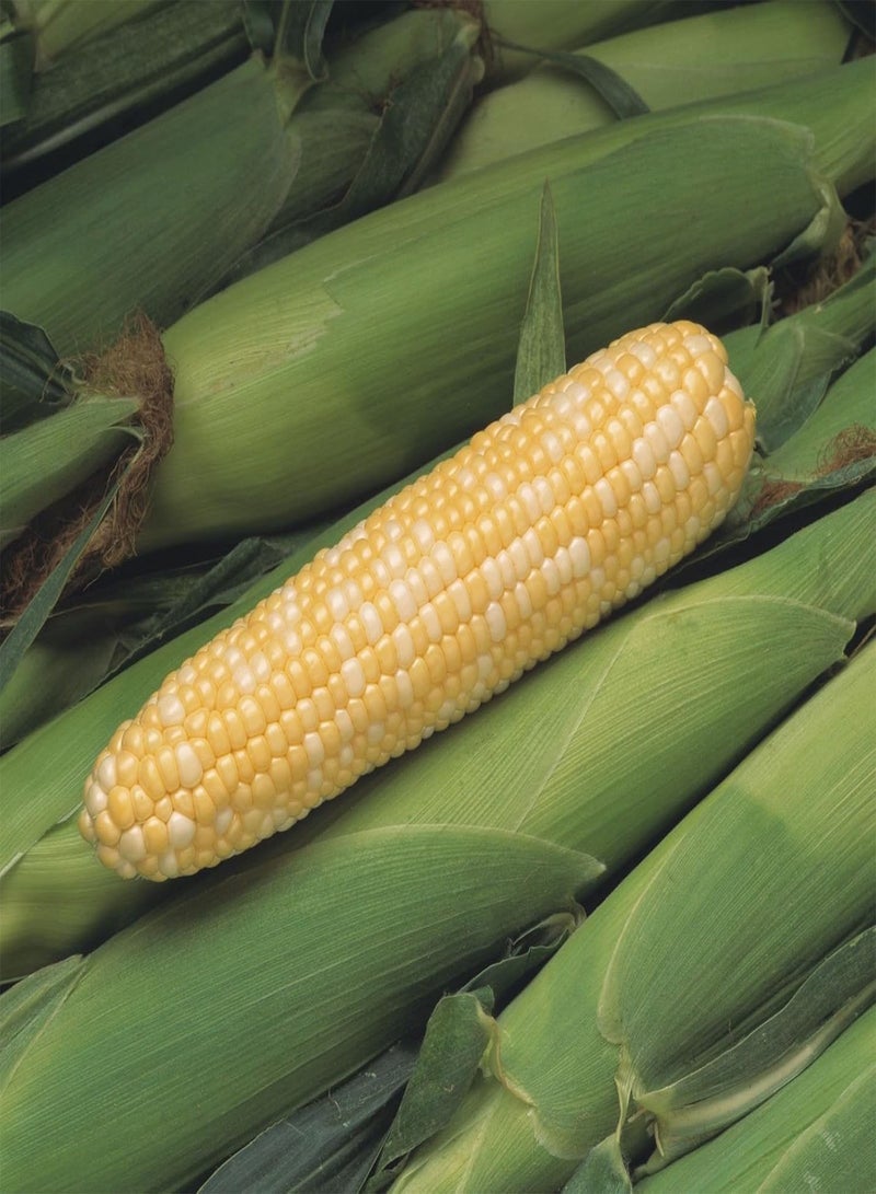 GGOOT Peaches and Cream Corn (25 Seeds), Long time favorite for - Image 3