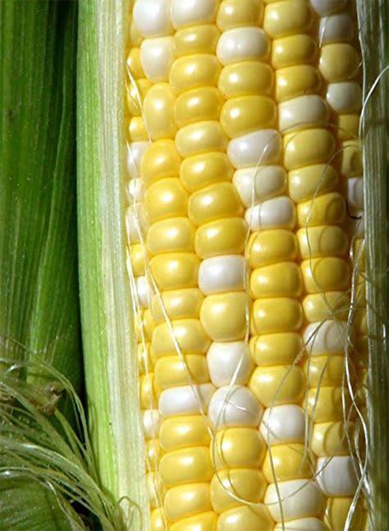 GGOOT Peaches and Cream Corn (25 Seeds), Long time favorite for - Image 4