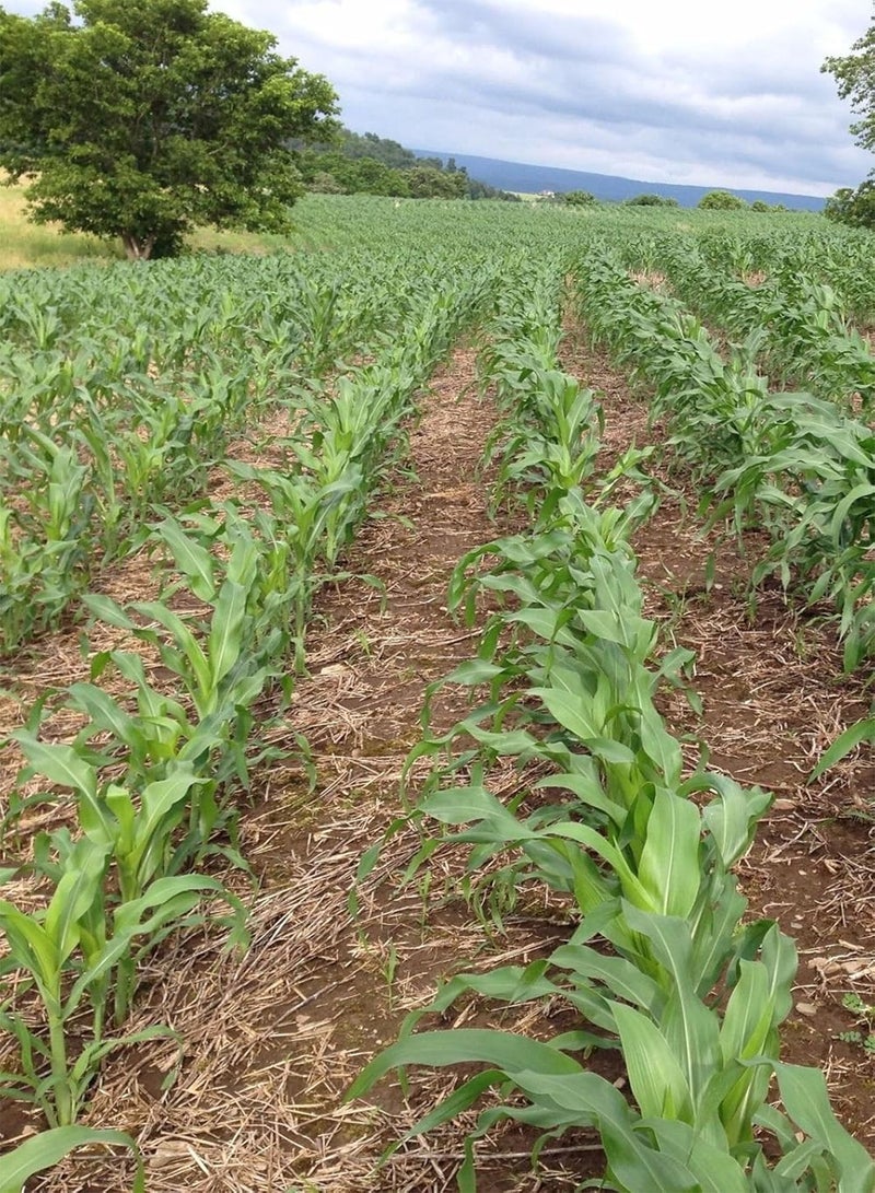 GGOOT Peaches and Cream Corn (25 Seeds), Long time favorite for - Image 5