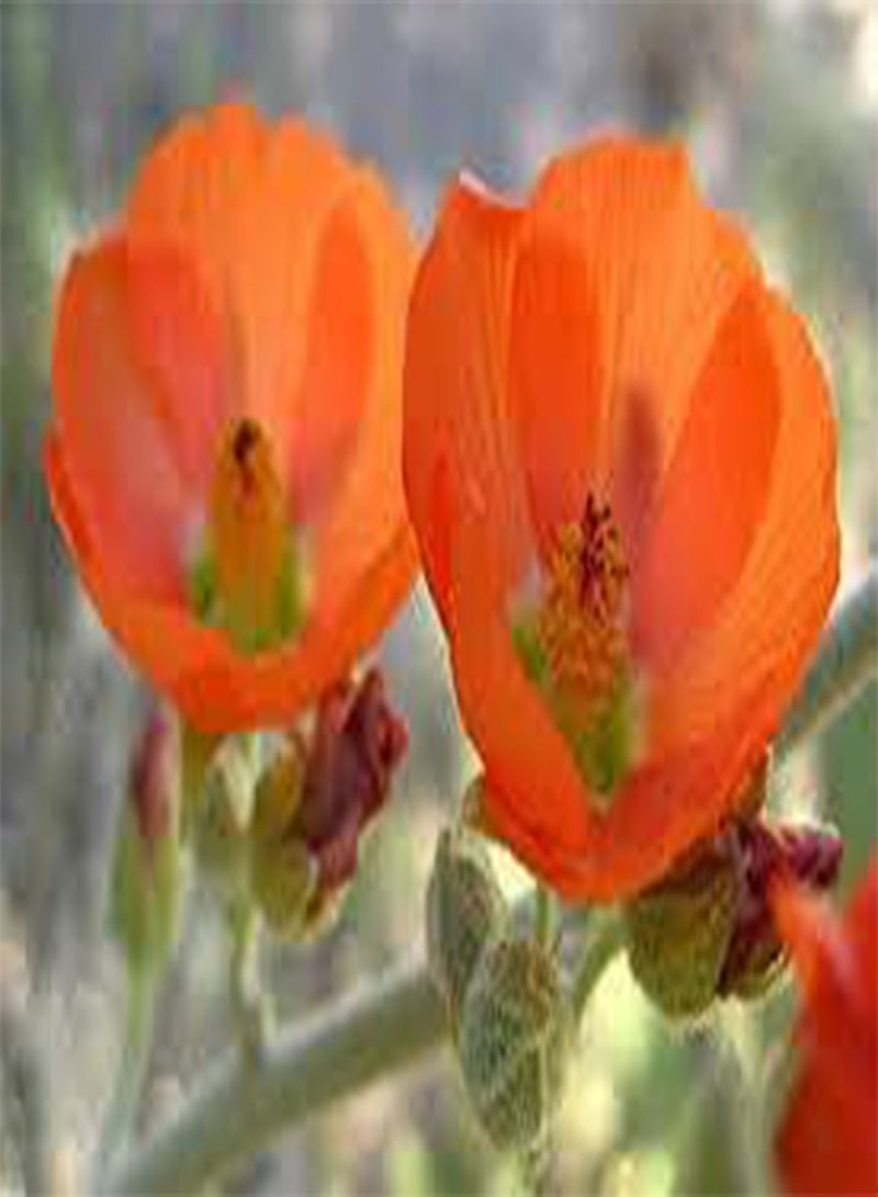 GGOOT seeds 20pcs Lupine Minarette Flower seeds