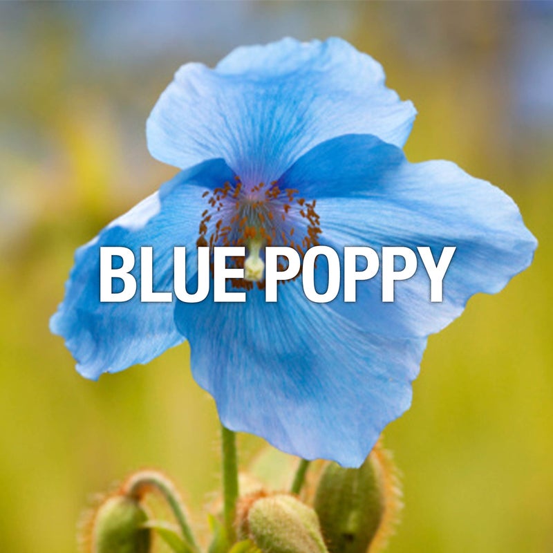 Lucky Brand Lucky You Women's Body Mist, Eau de Toilette Spray, Gift for Women, Day or Night Fragrance with Fresh Flower Citrus Scent, 8 Fl Oz - Image 3