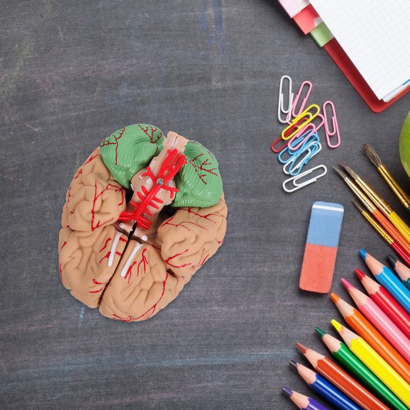 1 Pc Human Brain Model Brain Model ( ) - Image 4
