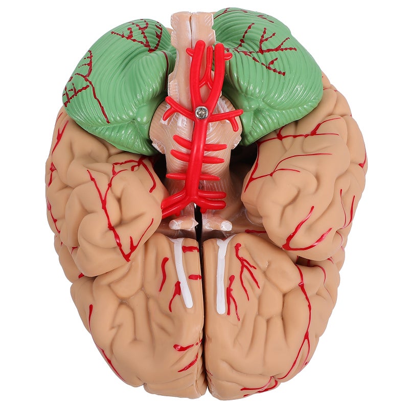 1 Pc Human Brain Model Brain Model ( ) - Image 1