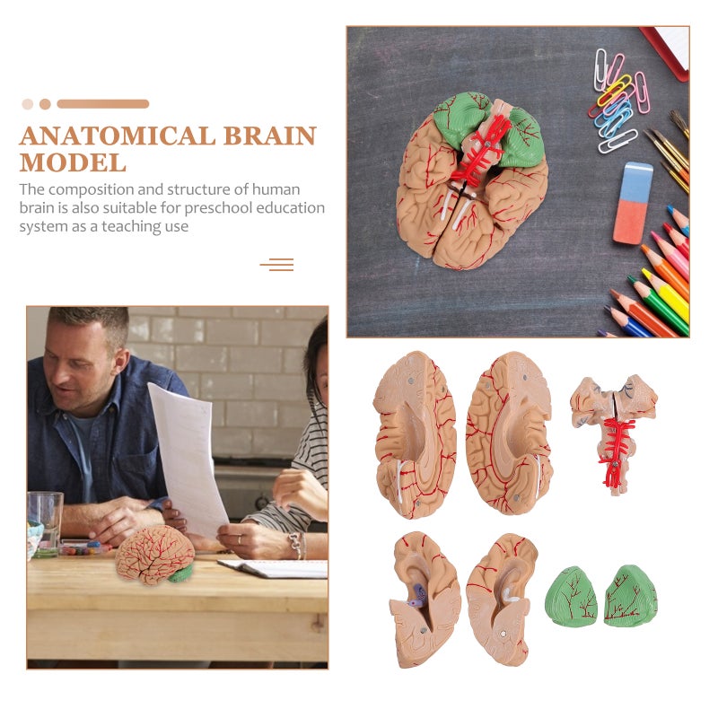1 Pc Human Brain Model Brain Model ( ) - Image 3