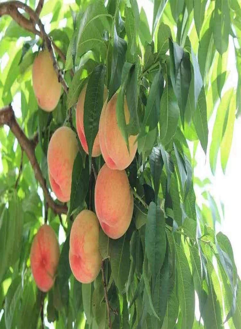 GGOOT 5pcs Graines de pêche Graines spéciales Non OGM Facile à Planter Large gamme d'utilisations Les Fruits naturels doivent avoir à la Maison Bon choix Pour la Plantation - Image 2